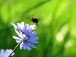 Ong đậu trên hoa chicory