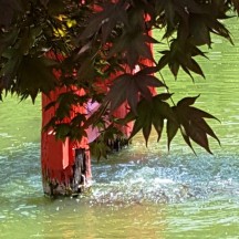 đàn cá black koy dưới chân torii