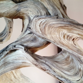 Vân gỗ của cây Fudo. Đây là loại sargent juniper, nói chung là một loại thông
