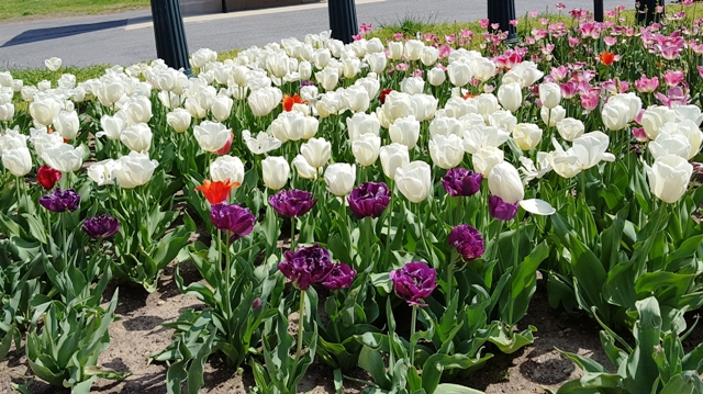 hoa tulips