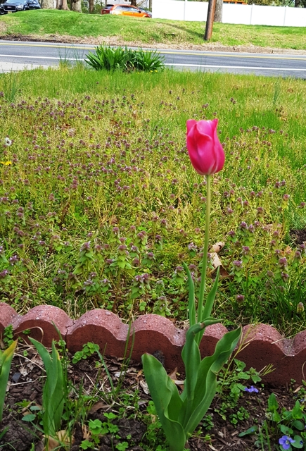 một hoa tulip đỏ