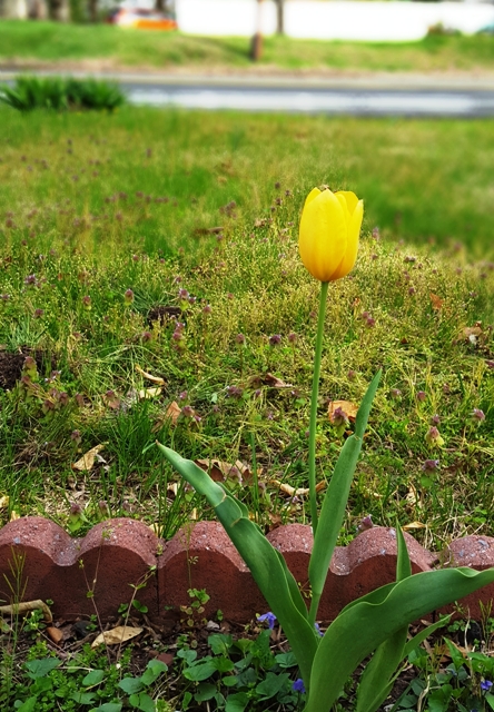 một hoa tulip vàng