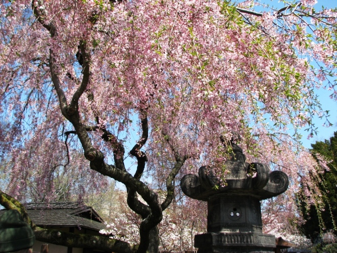 beneath cherry blossoms